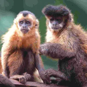 Dois Macacos-Pregos-Das-Guianas