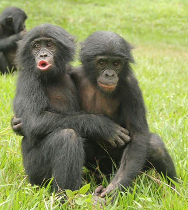 Dois Macacos Sendo Carinhosos