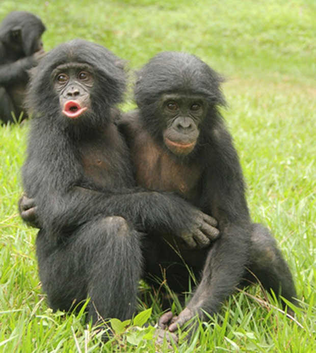 Dois Macacos Sendo Carinhosos 