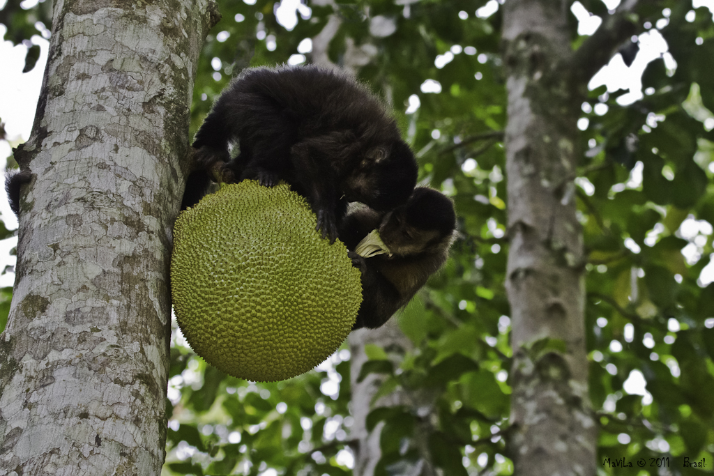 Dois Macacos se Alimentando de uma Jaca
