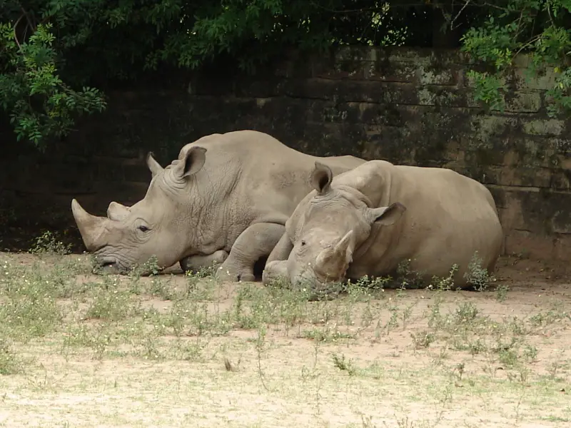 Dois Rinocerontes Deitados 