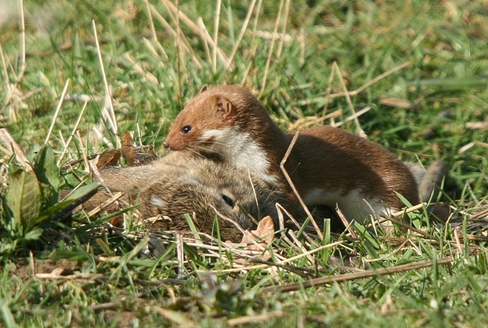 Doninha Caçando