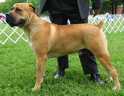 Dono Cuidando do Cão Bullmastiff