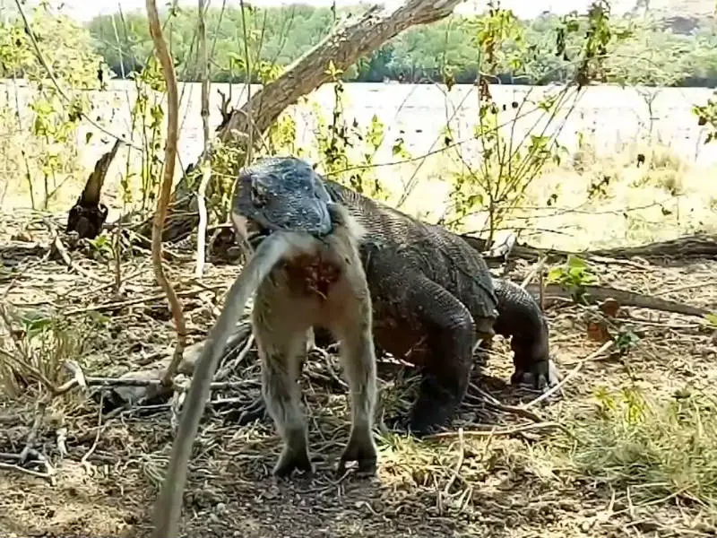 Dragão de Komodo se Alimentando 