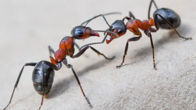 Duas Formigas 