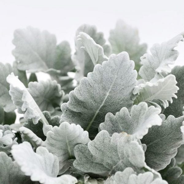 Dusty Miller