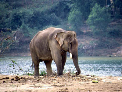 Elefante de Sumatra