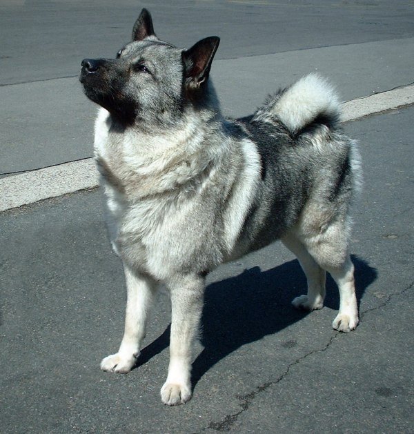 Elkhound Norueguês