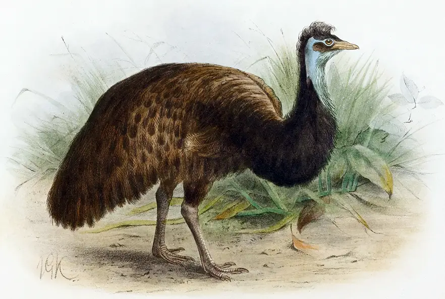 Emu-negro ou The King Island Emu