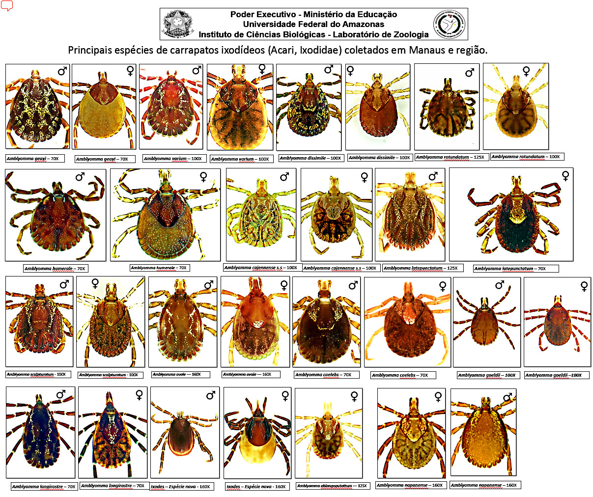 Espécies de Carrapatos 