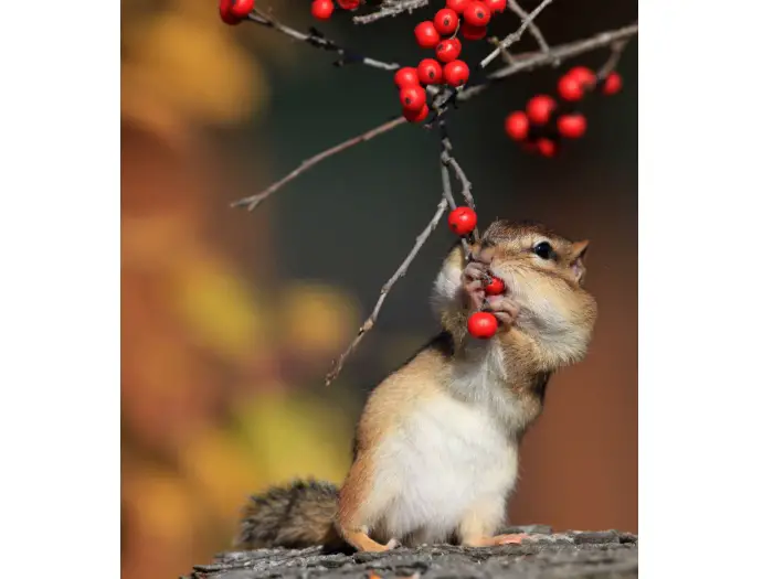 Esquilo Comendo Fruta 