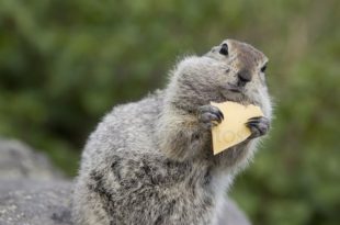 Esquilo Comendo Queijo