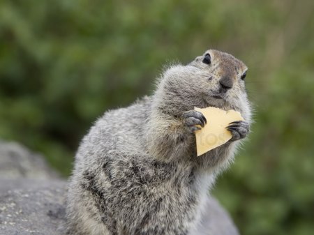 Esquilo Comendo Queijo 