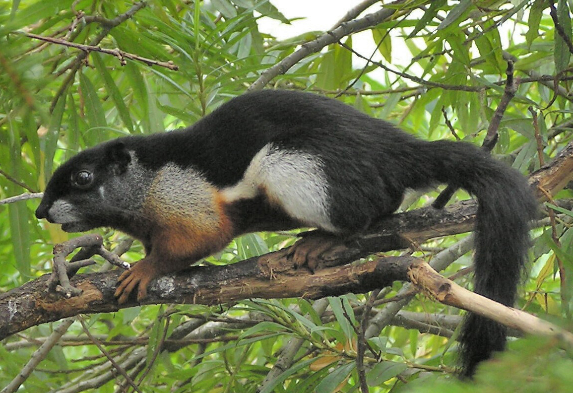 Esquilo-De-Prevost Em Cima da Árvore 