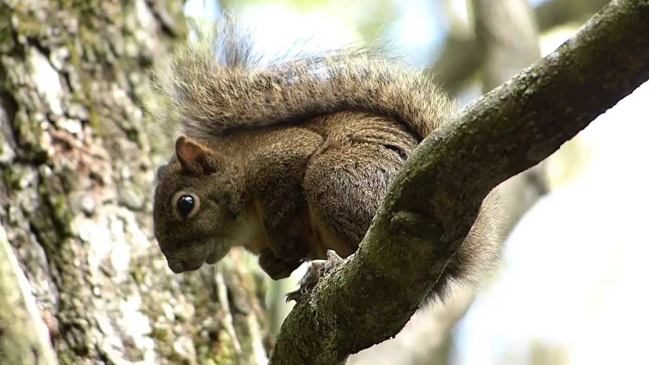 Esquilo Fotografado na Árvore 