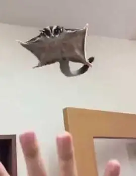Esquilo Voador Voando Dentro de Casa
