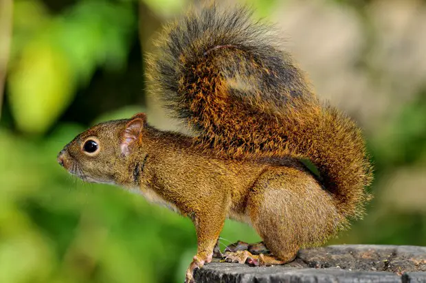 Esquilo na Amazônia 