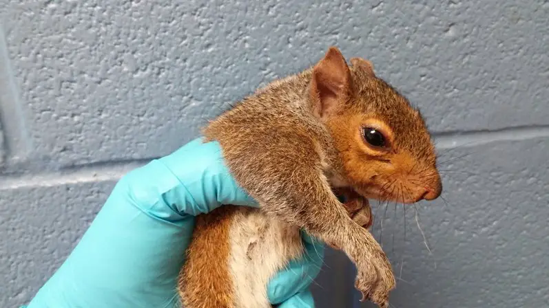 Esquilo no Veterinário 