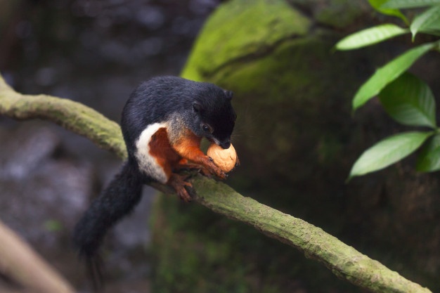 Esquilos-De-Prevost Comendo Castanha