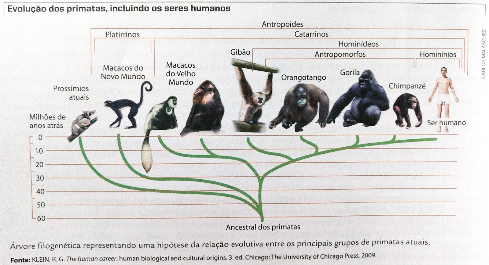 Evolução dos Primatas, Incluindo os Humanos