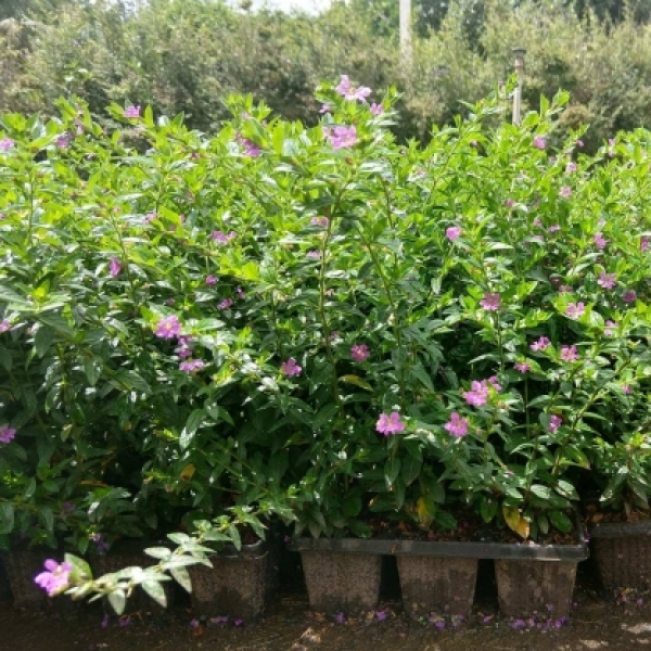 Falsa-Érica no Jardim