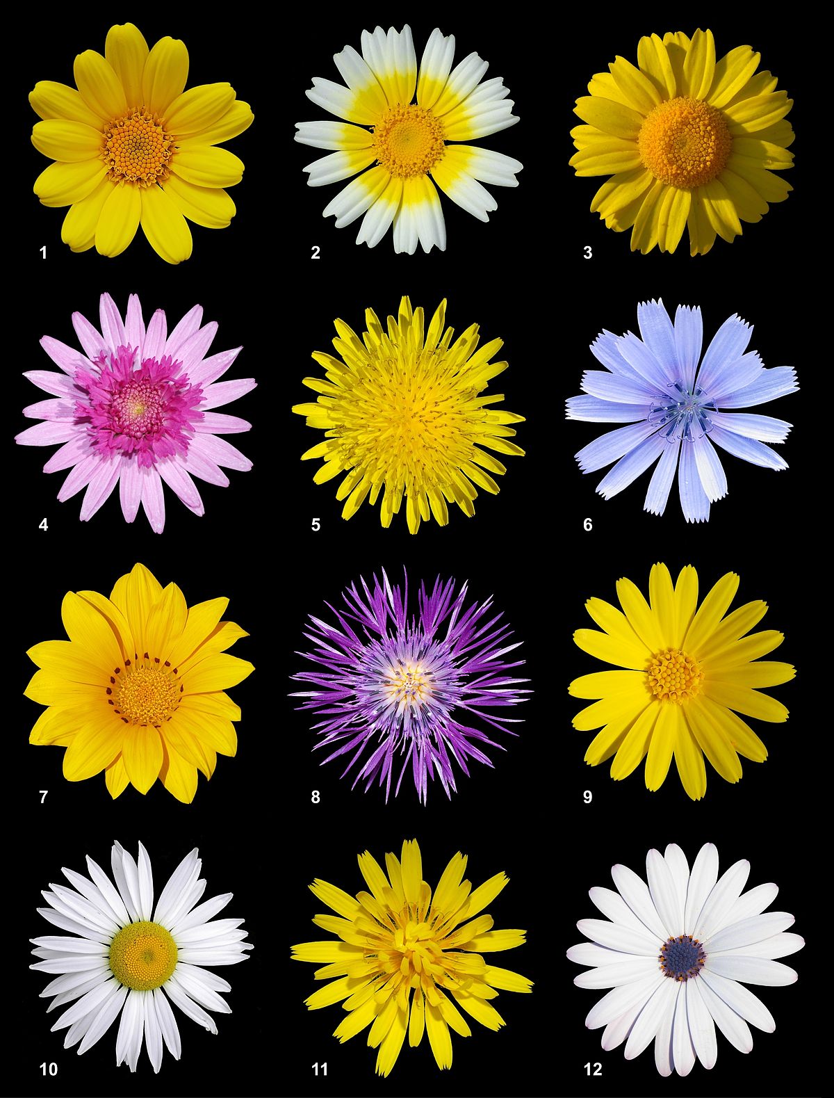 Família Asteraceae