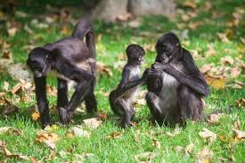 Família de Macaco-Aranha-de-Geoffroy