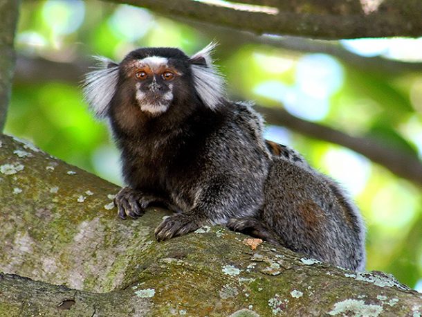 Ficha Técnica do Sagui