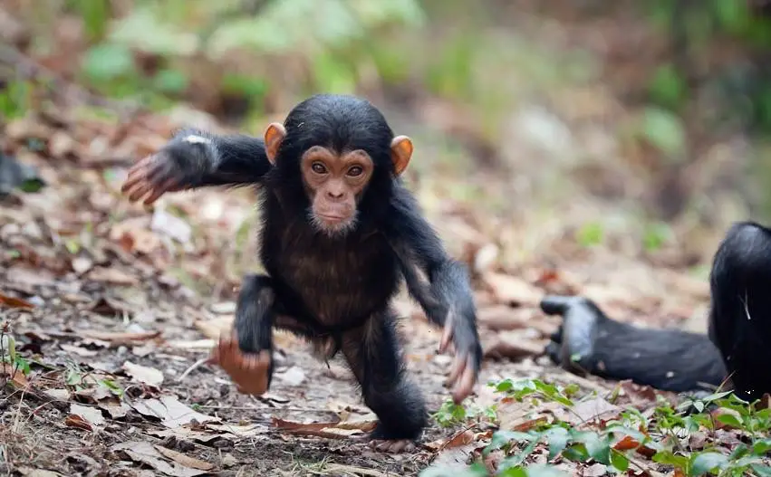 Filhote Dentre Os Chimpanzés