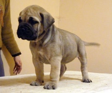 Filhote de Bullmastiff 