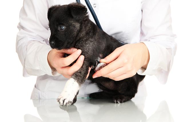 Filhote de Cachorro Mordido Por Rato