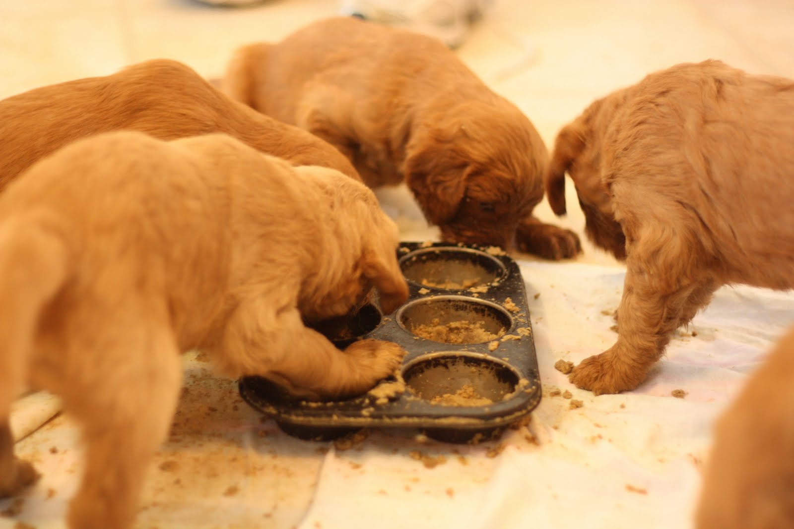 Filhote de Cachorro se Alimentando 