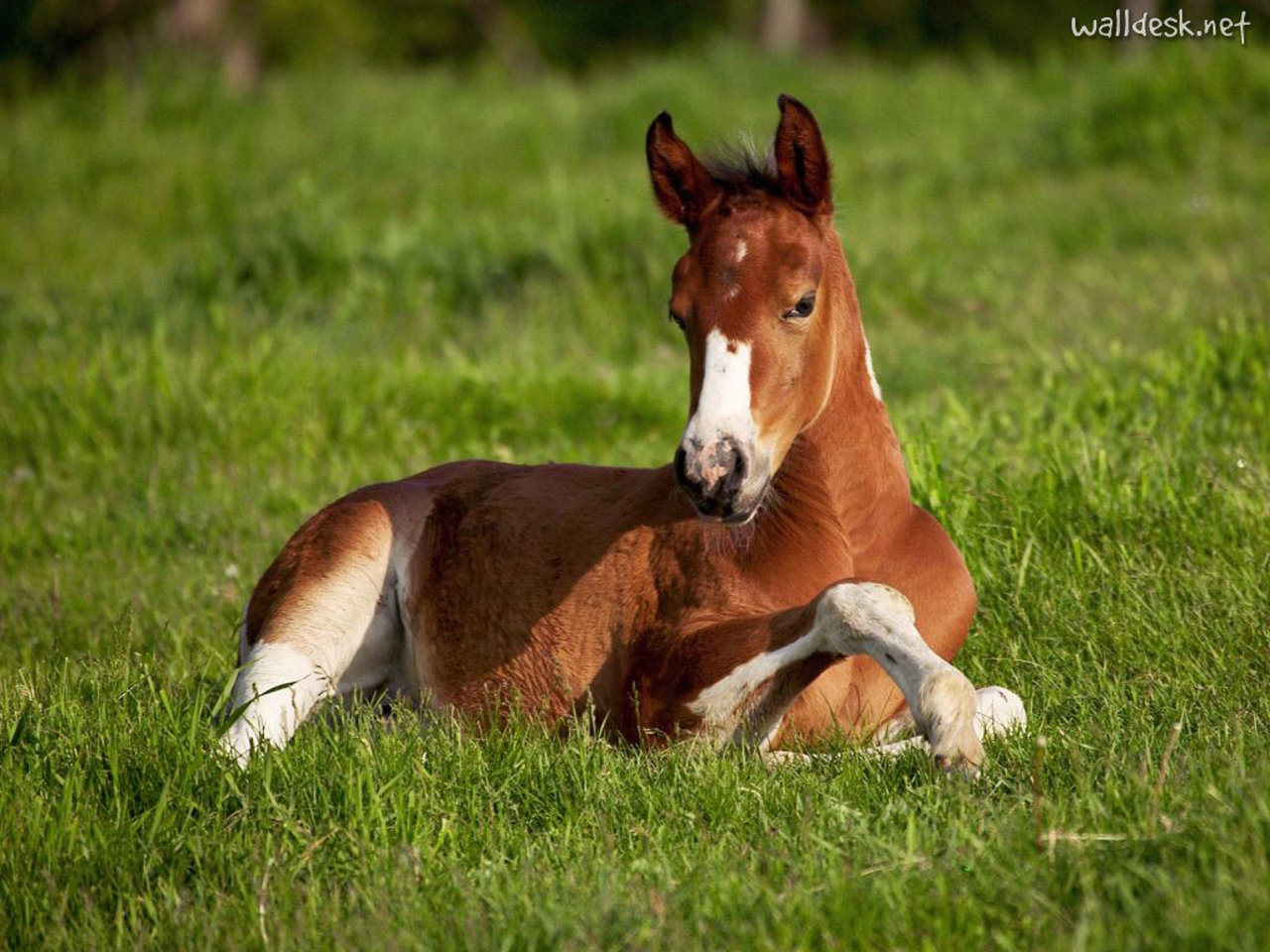 Filhote de Cavalo