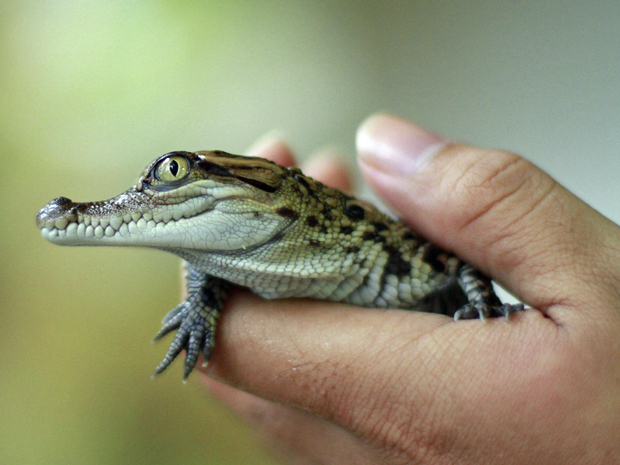 Filhote de Crocodilo 