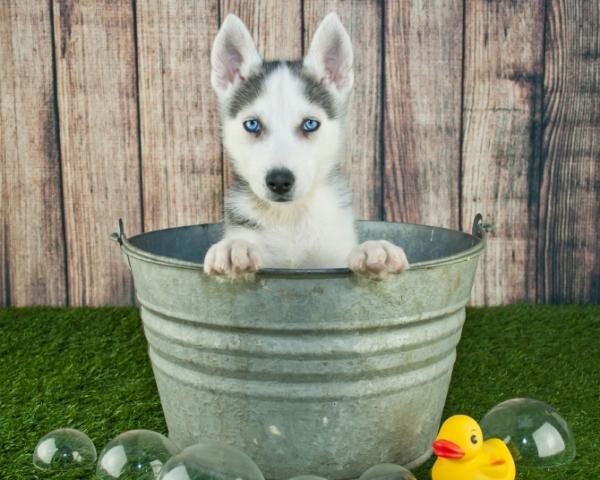 Filhote de Husky Siberiano Dentro de um Balde 