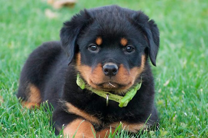 Filhote de Rottweilers