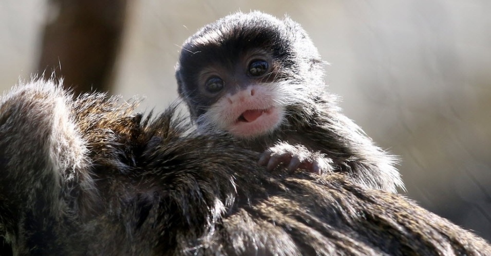 Filhote de Sagui-Anão Comendo 