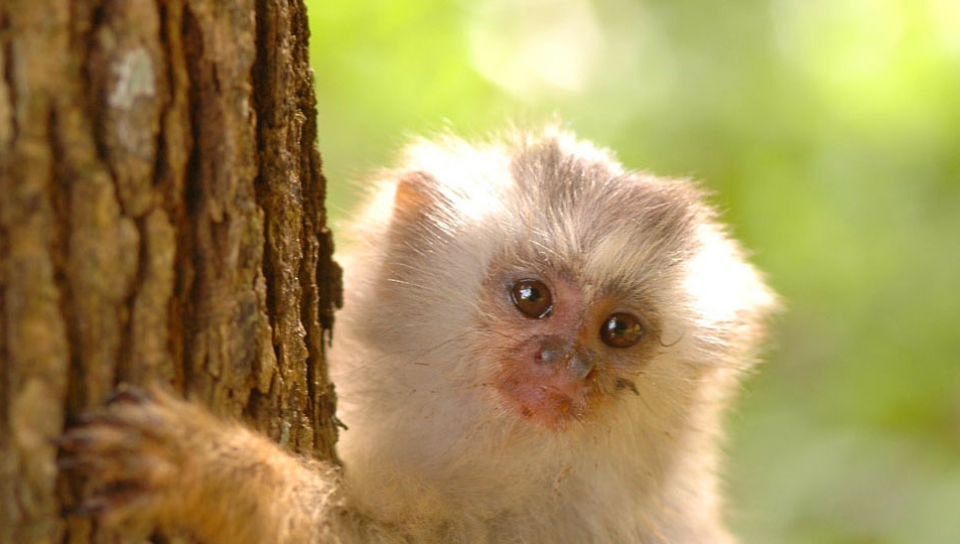 Sagui-Branco Escalando Árvore 