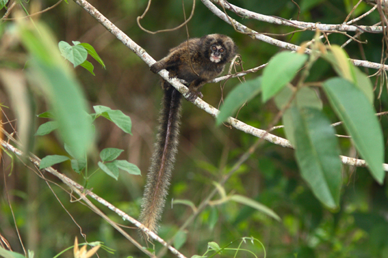 Filhote de Sagui-da-Serra-Escuro