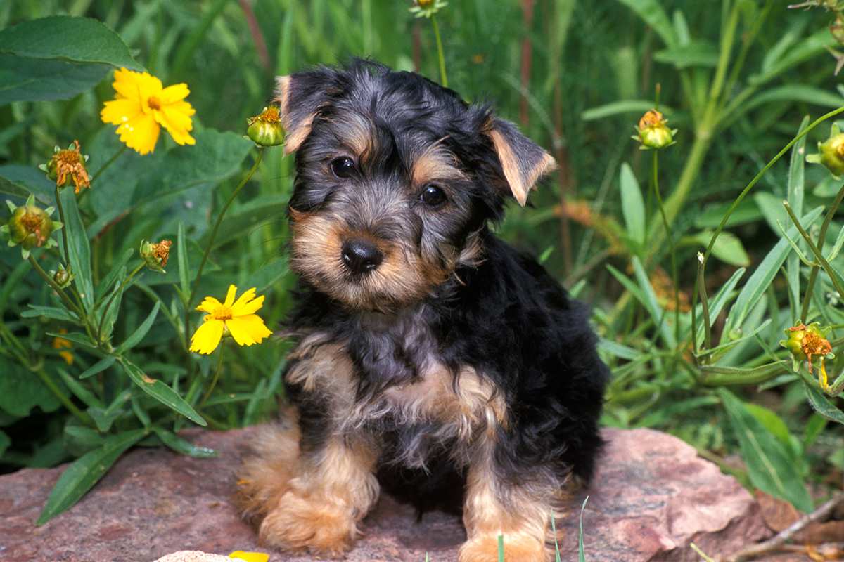 Filhote de Silky Terrier Sentado na Pedra 