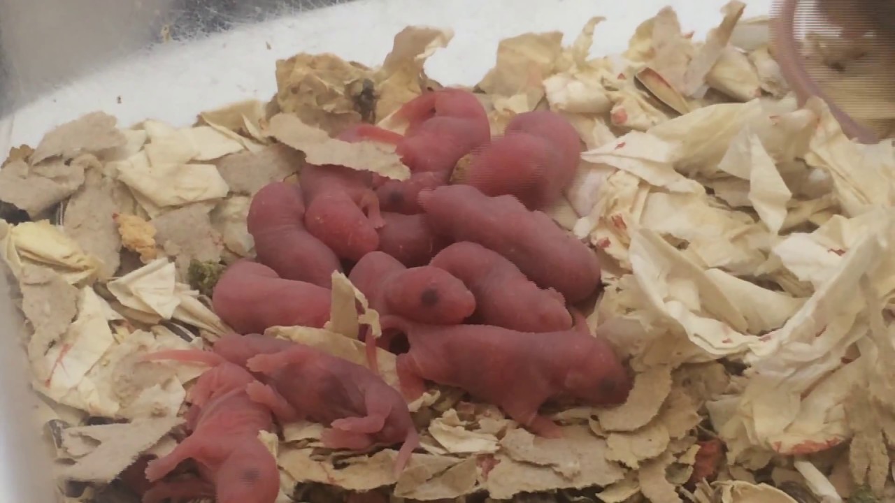 Filhotes de Camundongo