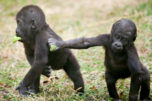Filhotes de Gorilas