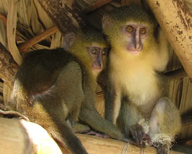 Filhotes de Macaco Cercopithecus