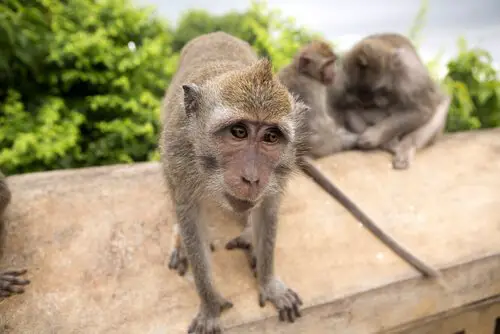 Filhotes de Macaco Cinomolgo