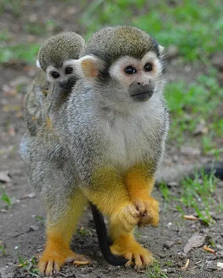 Filhotes de Macaco-De-Cheiro-Comum Com a Mãe 
