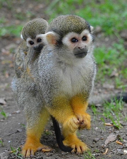 Filhotes de Macaco-De-Cheiro-Comum Com a Mãe