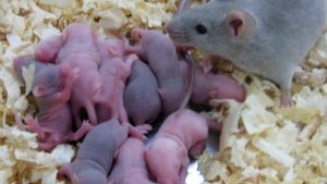 Reprodução Dos Ratos: Filhotes e Período De Gestação | Mundo Ecologia