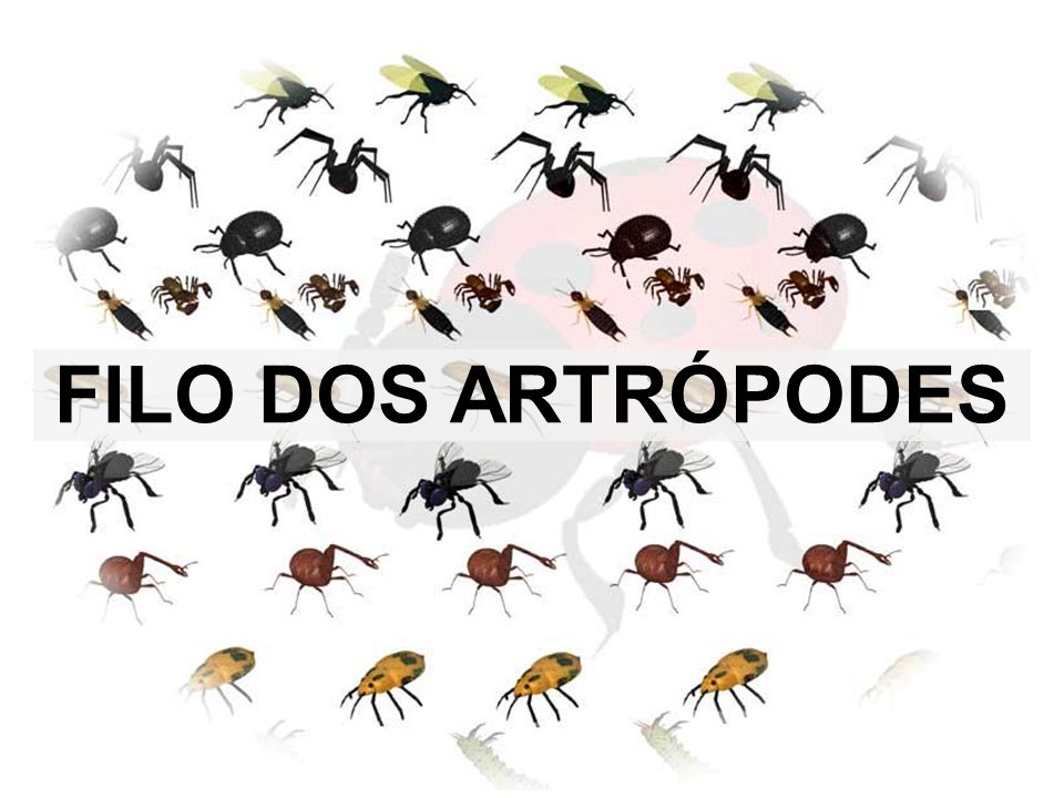 Filo dos Artrópodes