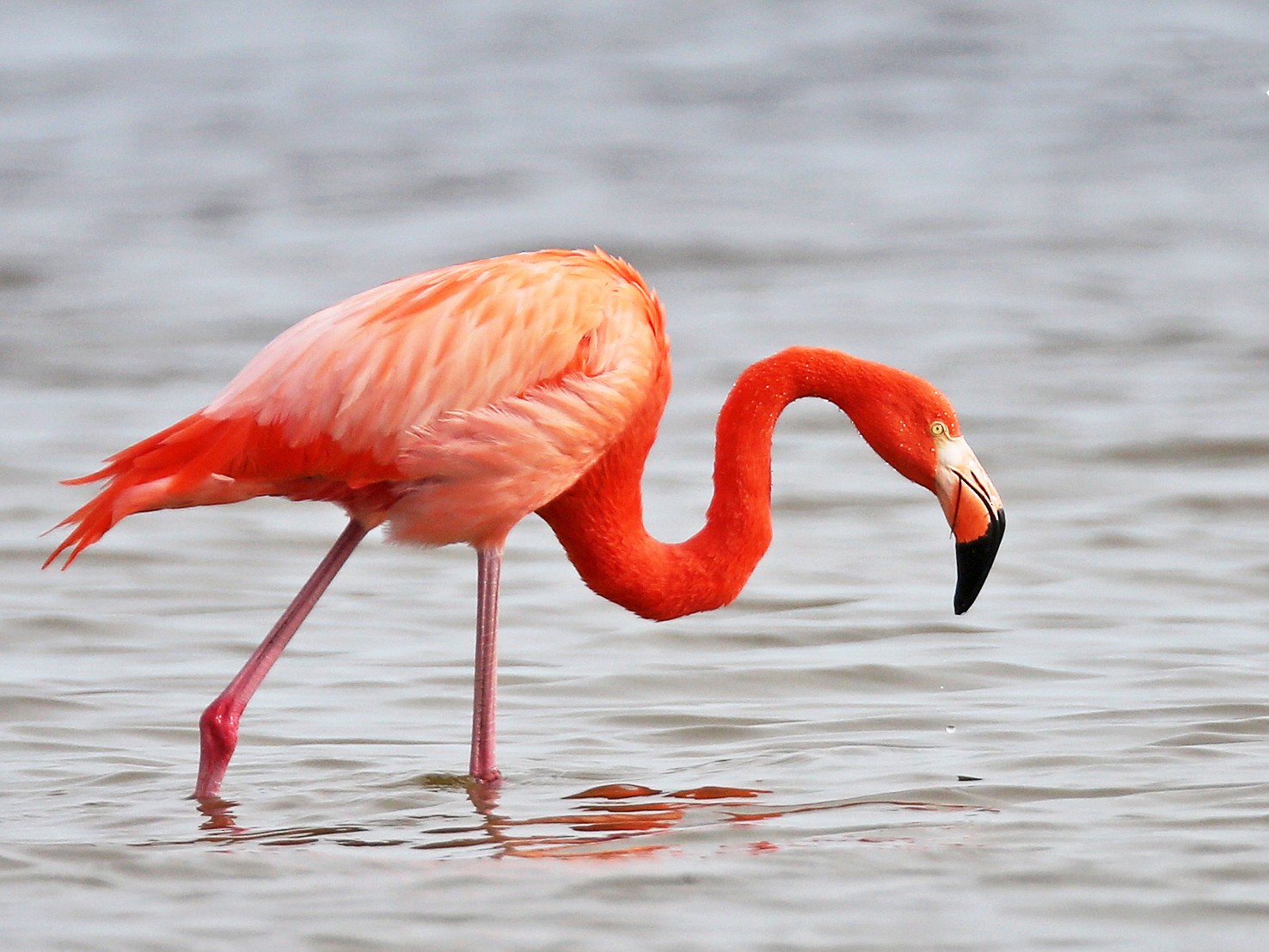 Фламинго интересная. Андийский Фламинго. Обыкновенный Фламинго красная книга. Розовый Фламинго. Красный Фламинго.