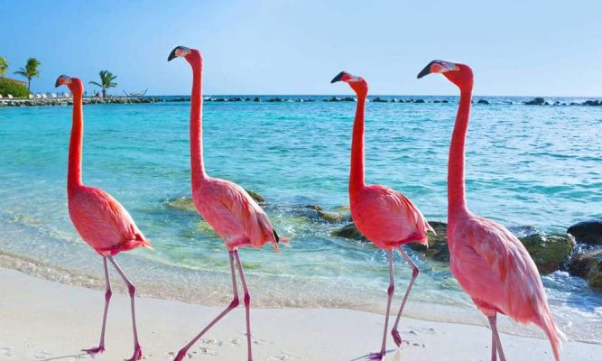 História do Flamingo e Origem do Animal